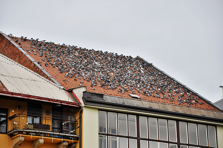 A2B Pest Control are able to install spikes to deter birds from roofs in West Dulwich. 