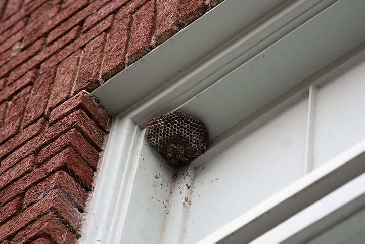 We provide a wasp nest removal service for domestic and commercial properties in West Dulwich.